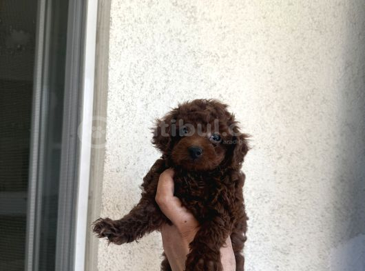 En İyisini Isteyene Dark Redbrown Kore Teacup Poodle görsel