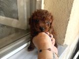 En İyisini Isteyene Dark Redbrown Kore Teacup Poodle