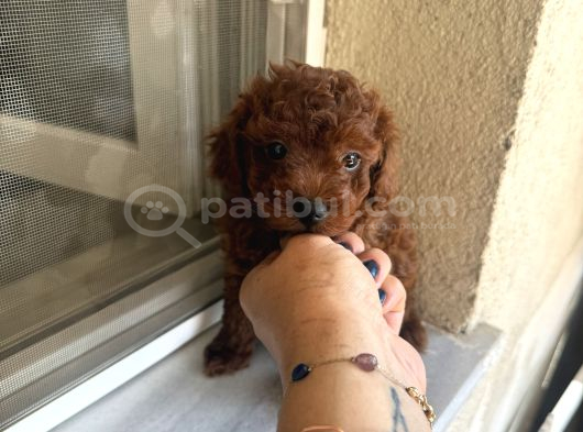En İyisini Isteyene Dark Redbrown Kore Teacup Poodle görsel
