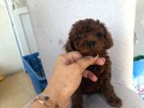 En İyisini Isteyene Dark Redbrown Kore Teacup Poodle