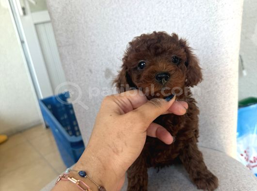 En İyisini Isteyene Dark Redbrown Kore Teacup Poodle görsel