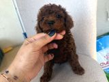 En İyisini isteyene dark Redbrown Kore Teacup poodle