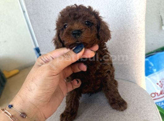 En İyisini Isteyene Dark Redbrown Kore Teacup Poodle