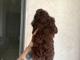 En İyisini Isteyene Dark Redbrown Kore Teacup Poodle