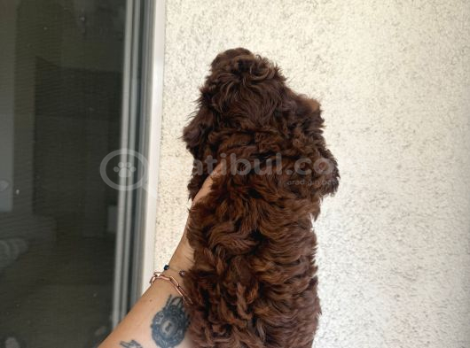 En İyisini Isteyene Dark Redbrown Kore Teacup Poodle görsel