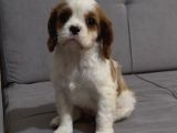 Safkan Küt Burunlu Cavalier King Charles Yavrular