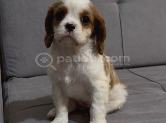 Safkan Küt Burunlu Cavalier King Charles Yavrular görsel