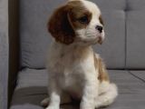 Safkan Küt Burunlu Cavalier King Charles Yavrular