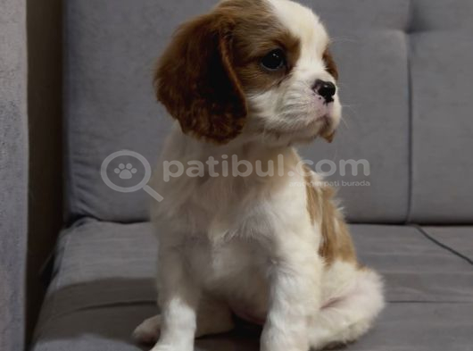Safkan Küt Burunlu Cavalier King Charles Yavrular görsel