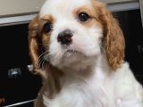 Safkan küt burunlu Cavalier King Charles Yavrular