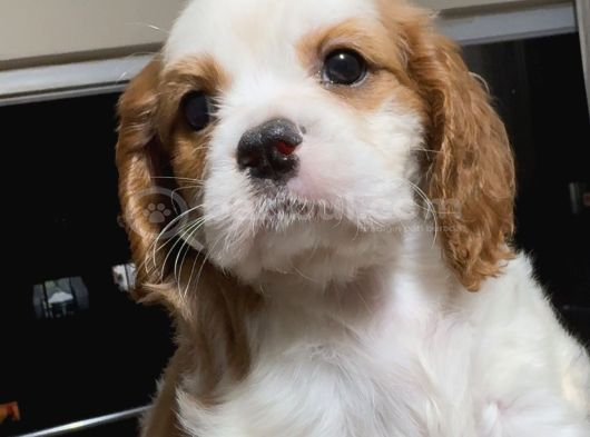Safkan Küt Burunlu Cavalier King Charles Yavrular