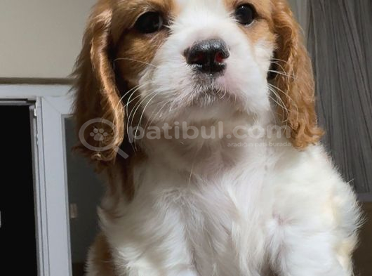 Safkan Küt Burunlu Cavalier King Charles Yavrular görsel