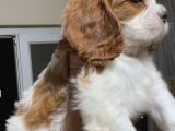 Safkan Küt Burunlu Cavalier King Charles Yavrular