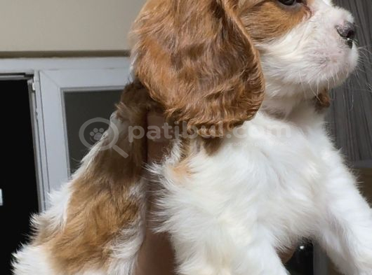 Safkan Küt Burunlu Cavalier King Charles Yavrular görsel
