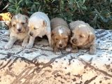 Sağlıklı Orjinal Bebekler
