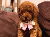 Kızıl siyah ve silver toy poodle Yavrularım