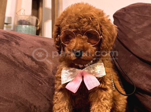 Kızıl Siyah Ve Silver Toy Poodle Yavrularım