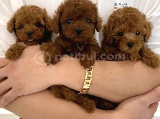 TÜRKİYENİN EN ÖZEL TOY POODLE YAVRULARI ANKARA