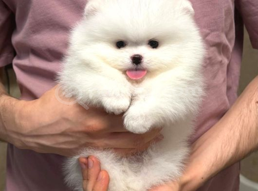 Pomeranian Boo en kucuk boy ayi surat yavrular