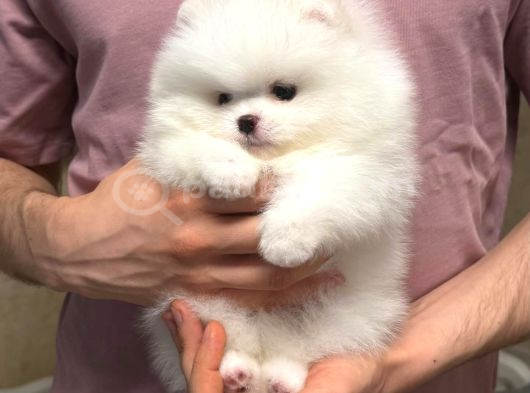 Pomeranian Boo En Kucuk Boy Ayi Surat Yavrular görsel