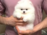 Pomeranian Boo En Kucuk Boy Ayi Surat Yavrular