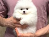 Pomeranian Boo En Kucuk Boy Ayi Surat Yavrular