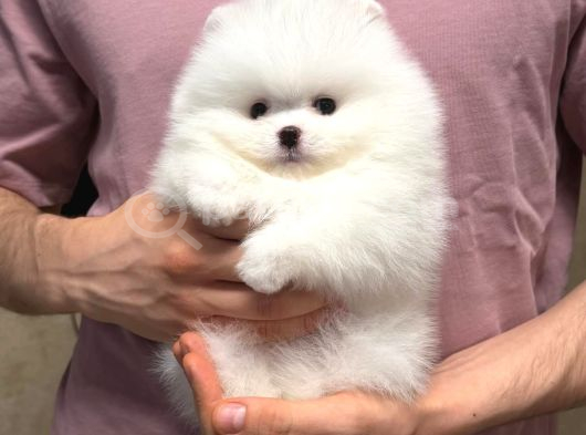 Pomeranian Boo En Kucuk Boy Ayi Surat Yavrular görsel