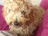 Maltipoo Kızımıza Ömürlük Yuva Arıyoruz