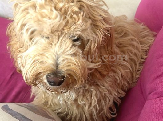 Maltipoo Kızımıza Ömürlük Yuva Arıyoruz görsel