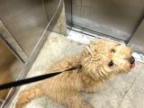 Maltipoo Kızımıza Ömürlük Yuva Arıyoruz