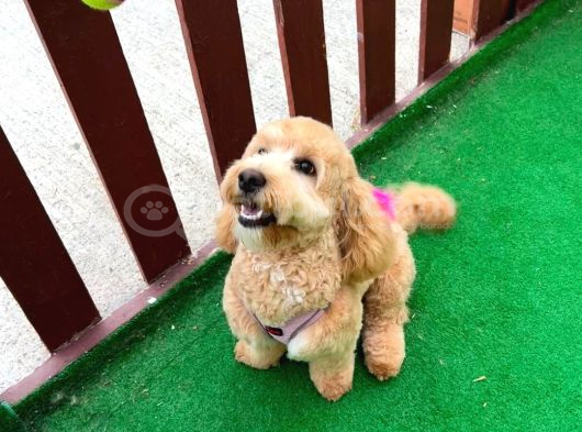 Maltipoo Kızımıza Ömürlük Yuva Arıyoruz