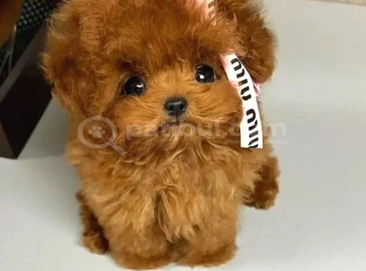 Teacup Korea Poddle