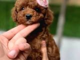 Teacup Korea Poddle