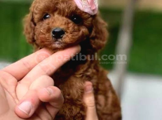Teacup Korea Poddle görsel