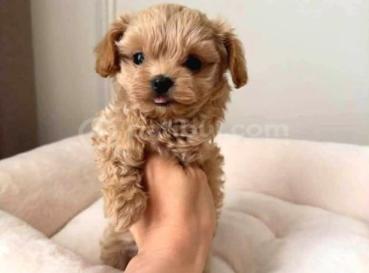 Malti̇poo Ci̇nsi̇ Yavrular Ev Üreti̇mi̇ görsel