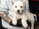 Burkem köpek çiftliğimizden husky yavrular