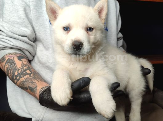 Burkem Köpek Çiftliğimizden Husky Yavrular