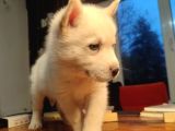Burkem Köpek Çiftliğimizden Husky Yavrular