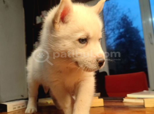 Burkem Köpek Çiftliğimizden Husky Yavrular görsel