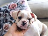 3 aylık French bulldog