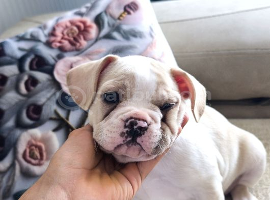 3 Aylık French Bulldog