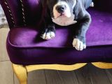 Egzotic Amerikan Bully Yavru Son 1 Adet Dişi