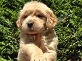 Show Kalite Golden Yavrular