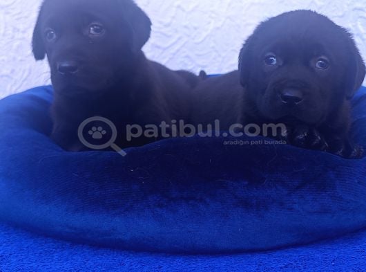 Uygun Fi̇yata Kahverengi̇ Ve Si̇yah A Kali̇te Labrador Yavrular görsel