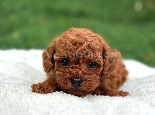 Anatomi Harikası Poodle Bebeklerim görsel