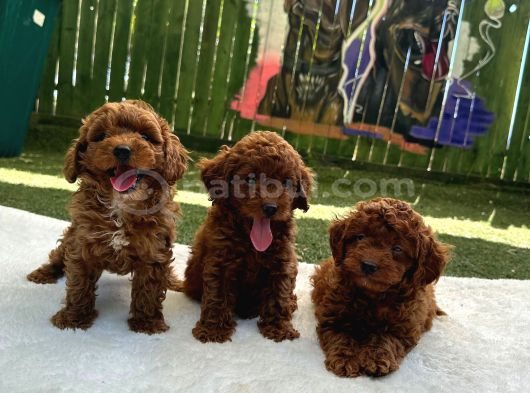 Kalite Ve Sağlığın Ön Planda Olduğu Toy Poodle Bebeklerim görsel