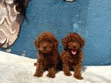 Kalite Ve Sağlığın Ön Planda Olduğu Toy Poodle Bebeklerim