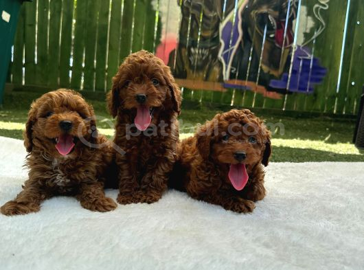Kalite Ve Sağlığın Ön Planda Olduğu Toy Poodle Bebeklerim görsel