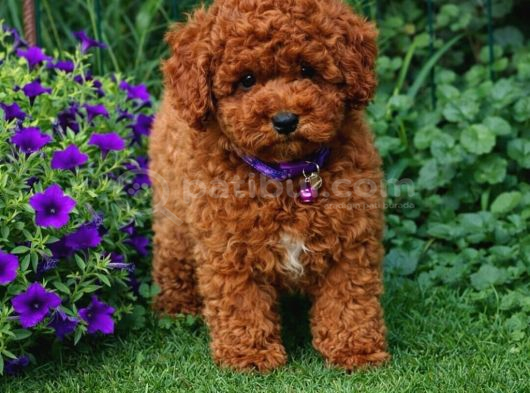 Süper Kali̇te Gerçek Toy Poodle Yavrular görsel
