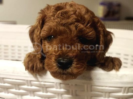 Süper Kali̇te Gerçek Toy Poodle Yavrular görsel